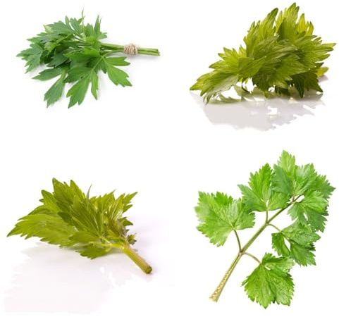 apio de monte, de cobertura del suelo semillas apio monte decoraciones otoñales, verdes invernadero balcón raros silvestres Decoraciones jardín 225semillas