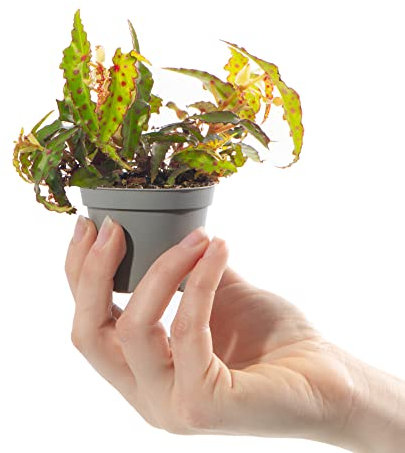 Baby Polka Dot Begonia Plant - Begonia Amphioxus Small Exotic Rare Indoor Patterned Houseplant in 6cm Pot | Miniature Plant with Patterned Leaves | for Home Office Terrarium Greenhouse