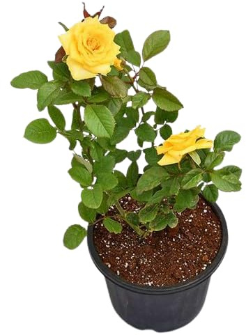 Rosal Grandiflora Amarillo Natural Una Explosión de Flores Coloridas para tu Jardín