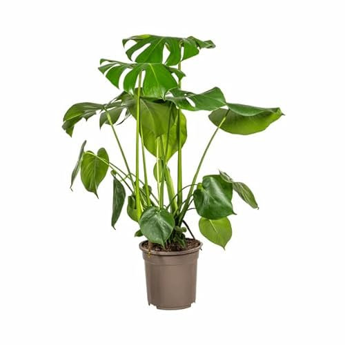 Monstera Deliciosa Tauerii – Fensterblatt – Ø21cm – 70-90cm – Beliebte Zimmerpflanze mit dekorativen Blättern – Pflegeleicht & luftreinigend
