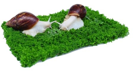 Begeterday Pet Snail Climbing Wall, Ideal Snail Terrarium Accessories