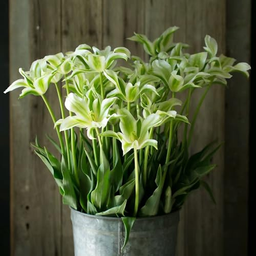 Bulbi di tulipano serre balcone giardino giardino arredamento del soggiorno resistenti per giardini rocciosi per i luoghi soleggiati ornamentali del 4pcs