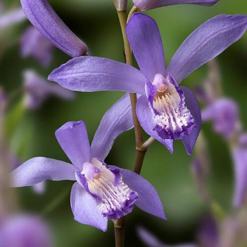 YouGarden Athyrium 'Ursula's Red', Established Fern in 9cm Pot, Stunning Shade-Loving Fern Ready to Plant Garden Feature
