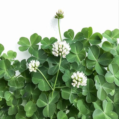 1000 White Clover Seeds - SemiSauvage Permaculture