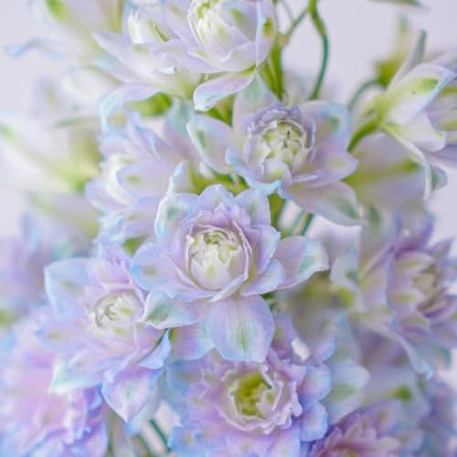 250 pcs rittersporn samen mehrjährig - Consolida ajacis - wildblumensamen, balkon rittersporn pflanze Delphinium outdoor pflanzen, exotische pflanzen winterhart gartensamen, kübelpflanzen