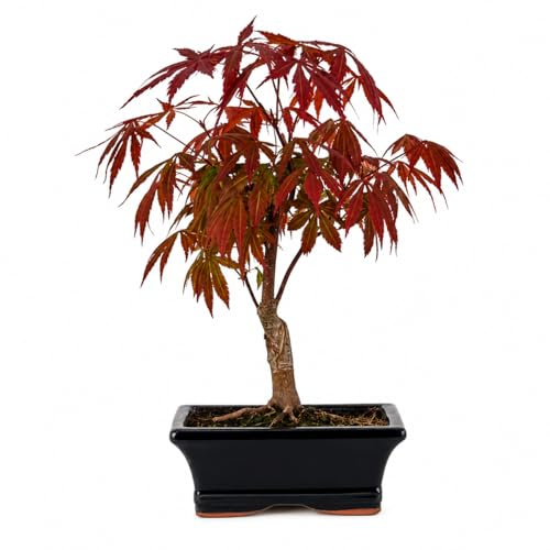 I GIARDINI DI GIULIA - Bonsai Acer Palmatum Atropurpureum, Acero Rosso Giapponese, 7 Anni, H 32 cm, Collezione Premium, Pianta Ornamentale da Interno ed Esterno