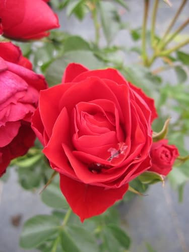 Rosa Manora ® - Beetrose Manora ® - Tantau Rose