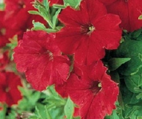 50 Petunia semi Supercascade Rosso pellettato Petunia Semi