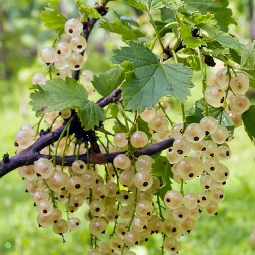 Semillas de grosella espinosa - grosella espinosa - grosella, resistentes al invierno para balcones 300pcs