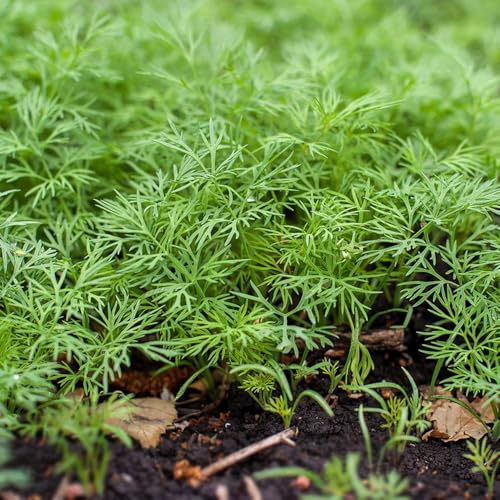 semillas de eneldo decoración jardín orgánico resistentes interior 150pcs