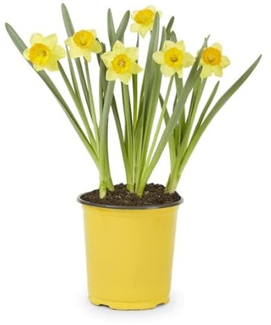 Narciso Botánico 'Tête à Tête Planta Natural con Flores Amarillas