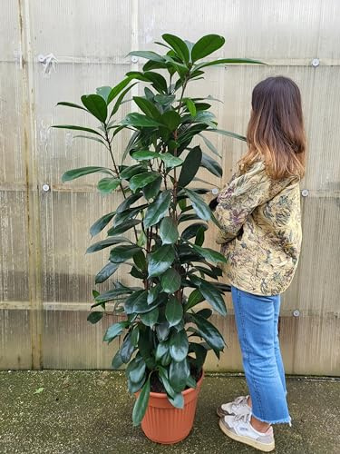 POWERS TO FLOWERS - FICUS CYATHISTIPULA, ALTEZZA 170CM, pianta vera