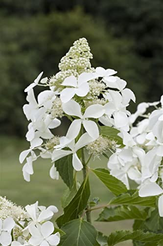 Hydrangea paniculata 'Kyushu' 125-150 cm - Rispenhortensie, weiße Blüten, Blütezeit Juli-September, ideal für Rabatten, bienenfreundlich, pflegeleicht