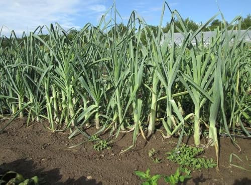 Leek Bulgarian Giant - 500 Seeds + Freebie + Plant tag - Allium Porrum