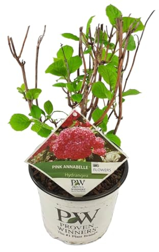 Plant in a Box - Hydrangea arborescens 'Pink Annabelle' - Hortensie - Gartenpflanze - Rosa - Topfgröße 19 cm - Höhe 40-50 cm