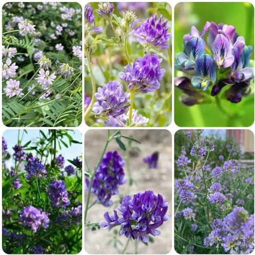 Semillas de alfalfa orgánicas, semillas de pradera de mariposas de jardín de rocas resistentes para lugares soleados silvestres 350pcs