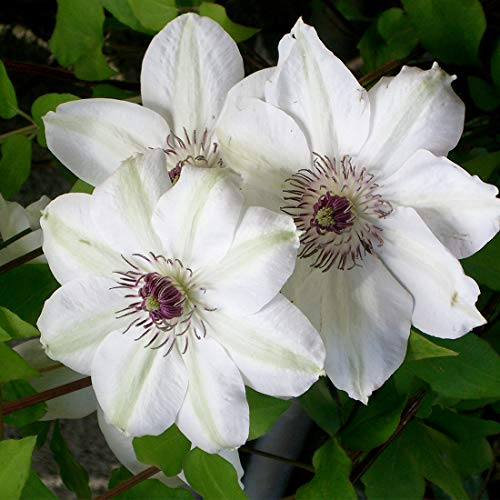Clematis 'Miss Bateman' - Waldrebe 50-60 cm Pflanzcontainer