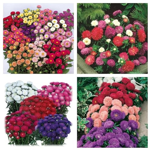 Semi di Astro nano, Callistephus Chinensis, Fiori Doppi a Forma di Margherita, 200 Pezzi, per Giardinaggio, Balcone, Terrazzo, Aiuole