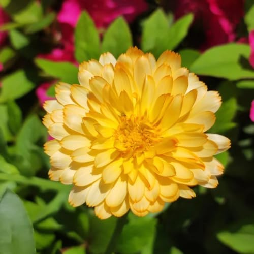 semi di calendula, esotiche resistenti esterno giardino, tappezzanti balcone biologici 300pcs