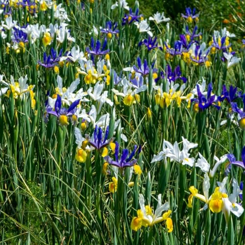 Colorful Mixed Dutch Iris Flowers - 45 Bulbs - Beautiful, Bright, Blue, Purple, Yellow, White Flowers - Spring Blooming Perennials Perfect for Gardens - Attracts Butterflies, Bees & Hummingbirds