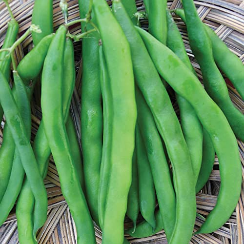 Wetsel Seed Products 1151 White Half Runner Beans Seeds, Brown