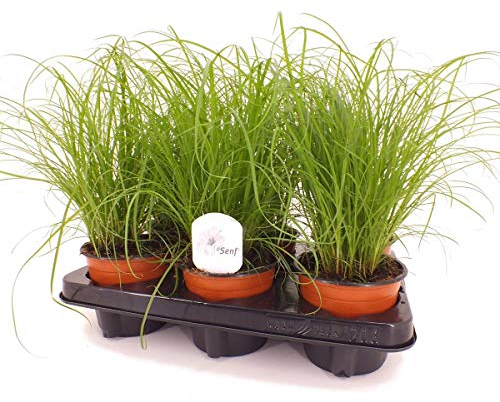 3x Cyperus 'Zumula' Katzengras - Haustierfreundliche Zimmerpflanze - Gesundes Grün für Katzen - Ø12 cm - 20-25 cm - Pflegeleicht & Luftreinigend