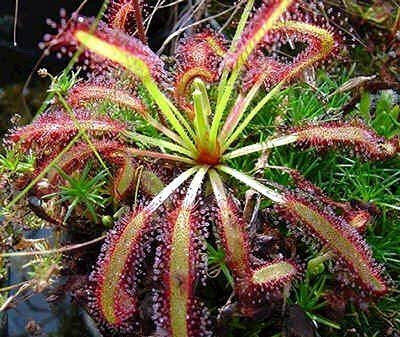 30 pezzi di semi di piante carnivore di drosera