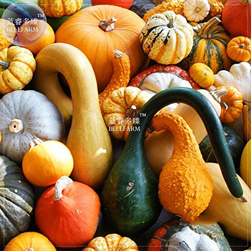 PLAT FIRM SEMILLAS PLAT-FIRM Bellfarm Mixta calabaza calabazas ornamentales * Semillas (sin suelo), 10pcs, paquete profesional, comestible Cucurbita Pepo
