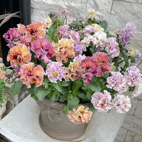 Semi di viola cornuta, semi di varietà antiche decorazione floreale, semi di campo di giardino 550pcs