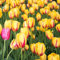 Bulbos De Tulipane Bulbos Perennes Resistentes Tulipanes ExóTicos Flores DecoracióN Ornamentales Bulbos Plantas De BalcóN Jardineras De Bulbos Flores JardíN Ramo 10 Tulipan Bulbo Rojo Amarillo