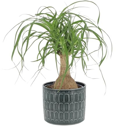 KENTIS - Beaucarnea Nolina Recurvata - Piante da Interni Vere - H 30-40cm Vaso Ø 14 cm - Mangiafumo