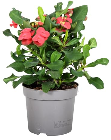Plant in a Box - Euphorbia Milii - Spina di Cristo - pianta d'appartamento - succulenta - ⌀ 13 cm - altezza 25-35 cm