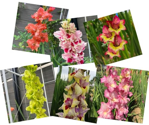 gladiolenzwiebeln winterhart mehrjährig - selten garten indoor 9pcs