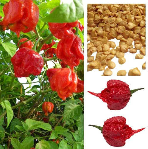 Be-Creative Carolina Reaper Chilli Pepper Seeds - Viable Seeds, Super-Hot Carolina Reaper Pepper Seeds UK (5)