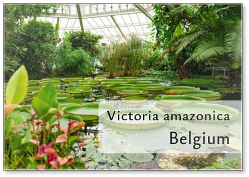The Leaves of The Giant Water Lilies with The Latin Names Victoria Amazonica, Belgium, Fridge Magnet