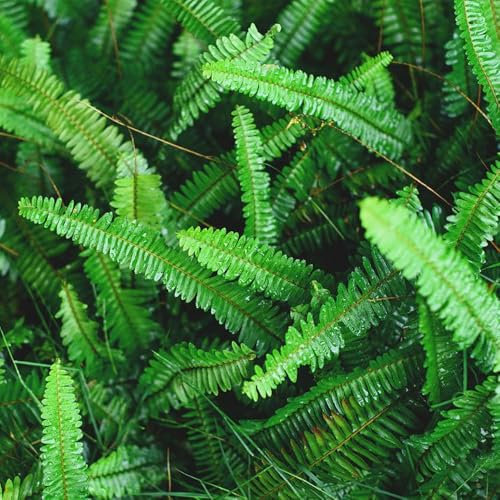 schwertfarn zimmerpflanze samen - grünpflanzen, indoor kräutergarten schwertfarn samen, pflanzen züchten, wildkräuter samen kletterpflanzen winterhart, wilder wein winterhart 500pcs