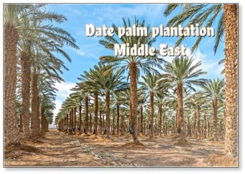 Plantation of Adult Trees of Date Palms for Healthy Food Production. Agriculture of Dates Is Rapidly Developing Industry in Desert Areas of The Middle East, Fridge Magnet
