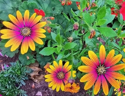 100 graines de fleurs d'ostéospermum mélangées