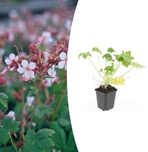 Geranium macr. 'Spessart' | 48 stycken - 10-25cm - Ø9cm - Trädgårdsväxt