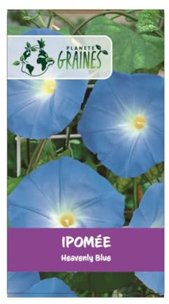 100 graines de ipomée bleu - plante grimpante - liseron - morning glory