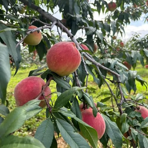 pfirsichbaum winterhart samen baumsamen Pfirsich samen obst samen draußen winterhart bäume baumschule frühlingsblumen obstbaum säulenobst exotische früchte gartenarbeit gartenpflanzen 6pcs