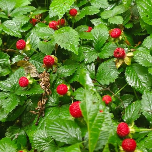 semillas de fresa silvestre - trepadoras de balcón fresa silvestre en balcón jardín extraño al aire libre invernadero interior 200pcs