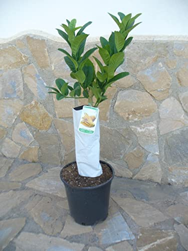 Citrus medica Arbre Digitata – Main de Bouddha, citron, citron