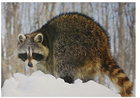 10x Stronghold Tierauflage - Waschbär - 30 x 42 cm - wasserabweisend/reißfest, Scheibenauflage für Pfeil und Bogen