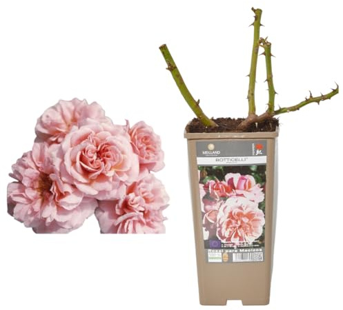 Verdecora Rosal Floribunda Polyantha - Planta Natural con Flor - Floe Perfumada de plantación (Rosa Boticelli)