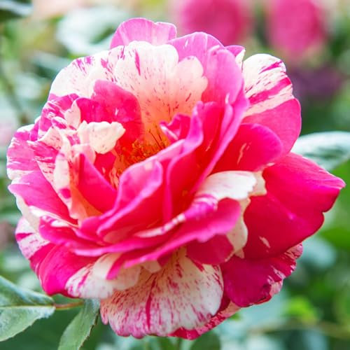 Plante des Rose Rouge (1 plante parfumée), grandes vivaces rustiques, plantes de Hollande pour le jardin et le pot (pas de graines, bulbes et non artificielles)