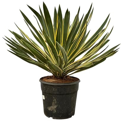 Trendyplants special - Yucca Gloriosa Variegata - Plante de jardin - Hauteur 70-90 cm - Taille du pot Ø30cm