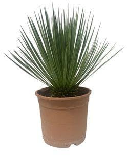 Yucca Rostrata - 50-60cm - Ø24cm - Plante de jardin