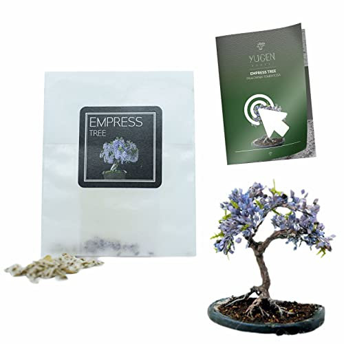 30 Empress Tree Bonsai Seeds | Paulownia Tomentosa | Growing Guide | Grow Your Own Bonsai Tree | Bonsai Beginners and Enthusiasts