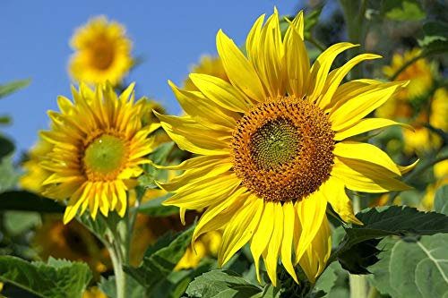 Graines Tournesol Soleil Géant uniflorus giganteus - sachet de 3 grammes - Grosses fleurs - Graines de style